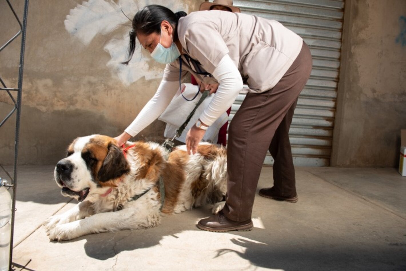 Rabia - Bolivia - Campañas