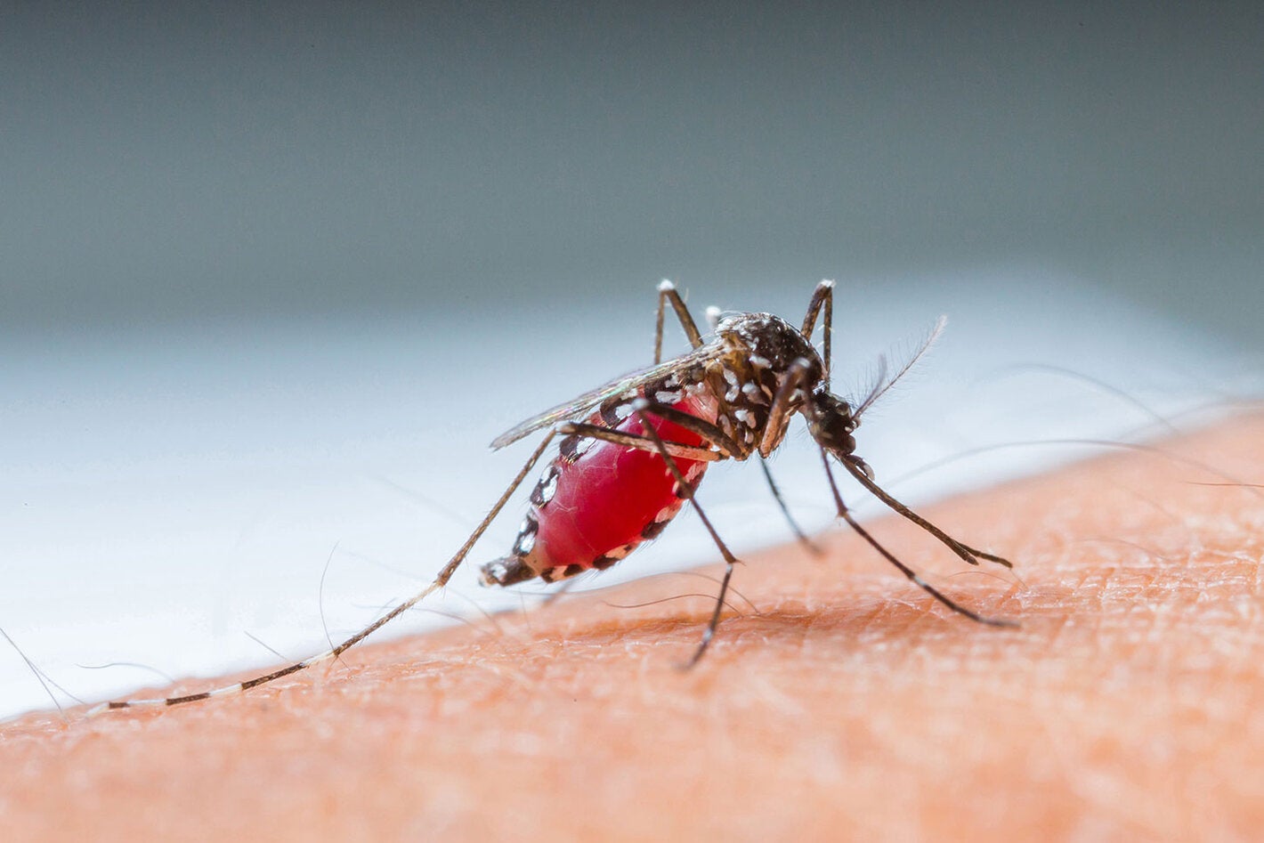 17mo Curso Internacional de Dengue y otros Arbovirus en el contexto de la pandemia de COVID-19