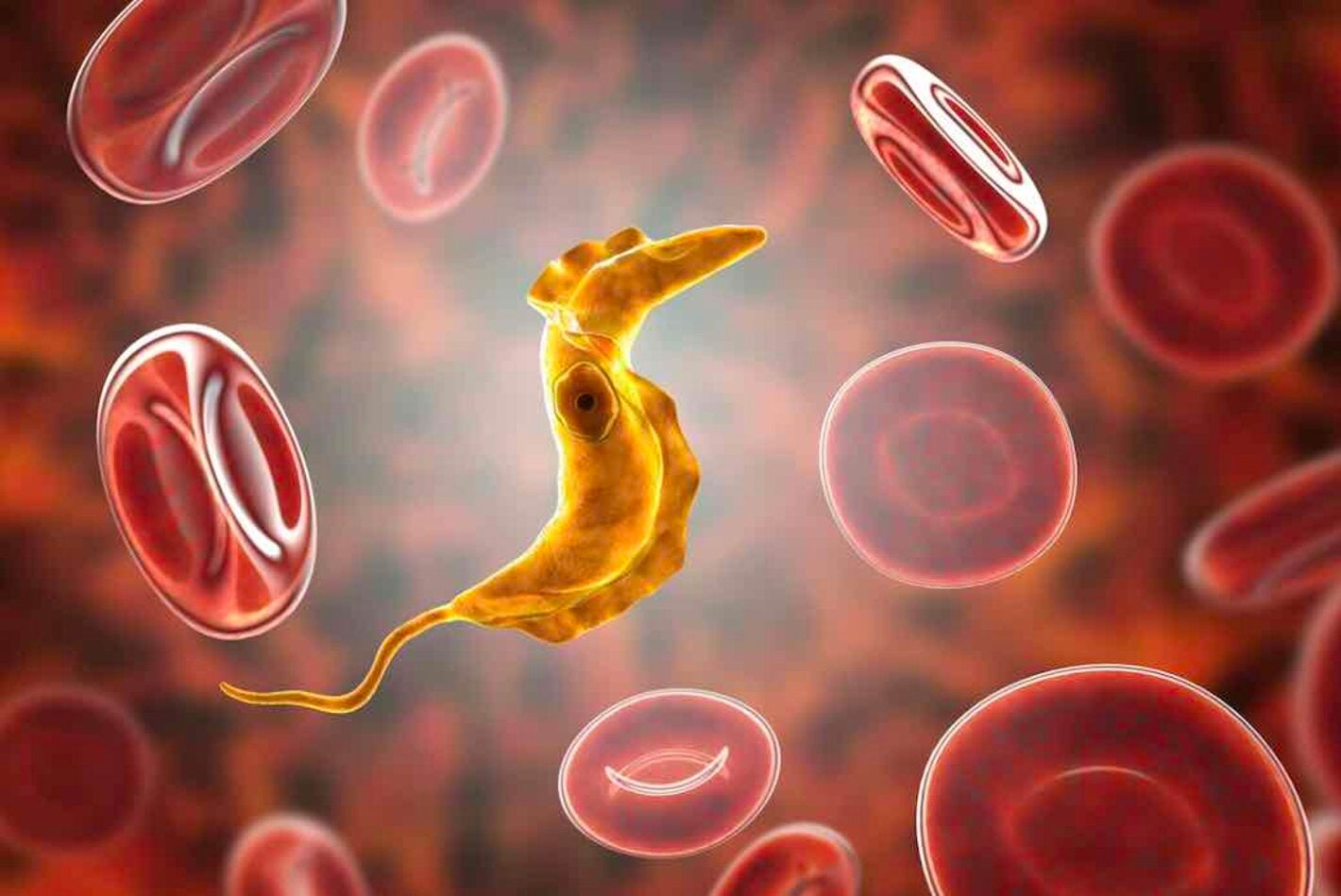 Dia mundial de la enfermedad de chagas