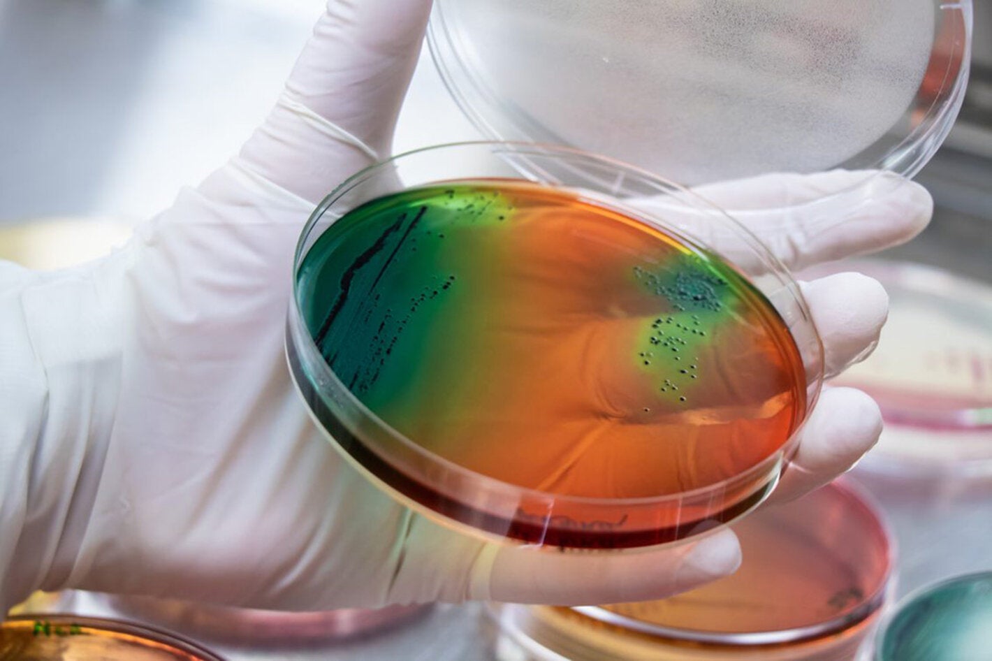 colorful image of a petri dish