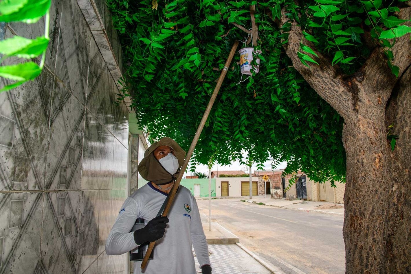 soltura dos mosquitos