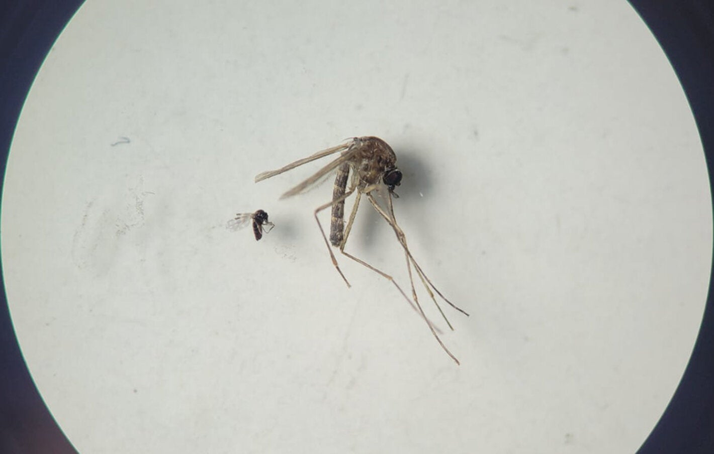 Culicoides paraensis (smaller one in the photo) and Culex quinquefasciatus (larger one in the photo)