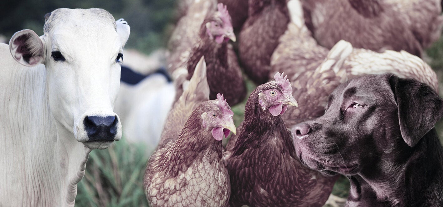 decorative collage of domestic animals