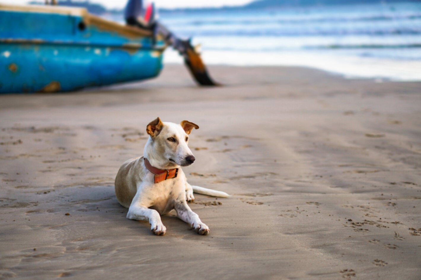 Dog on beach