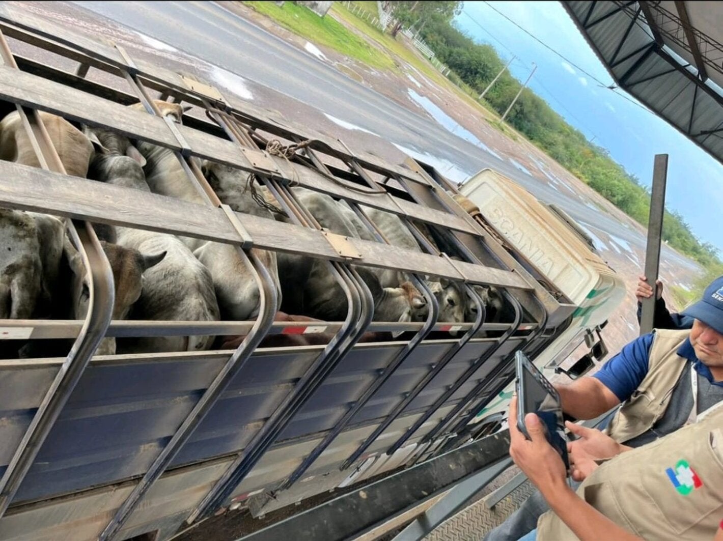 técnicos de SENACSA, Paraguay y camión con ganado
