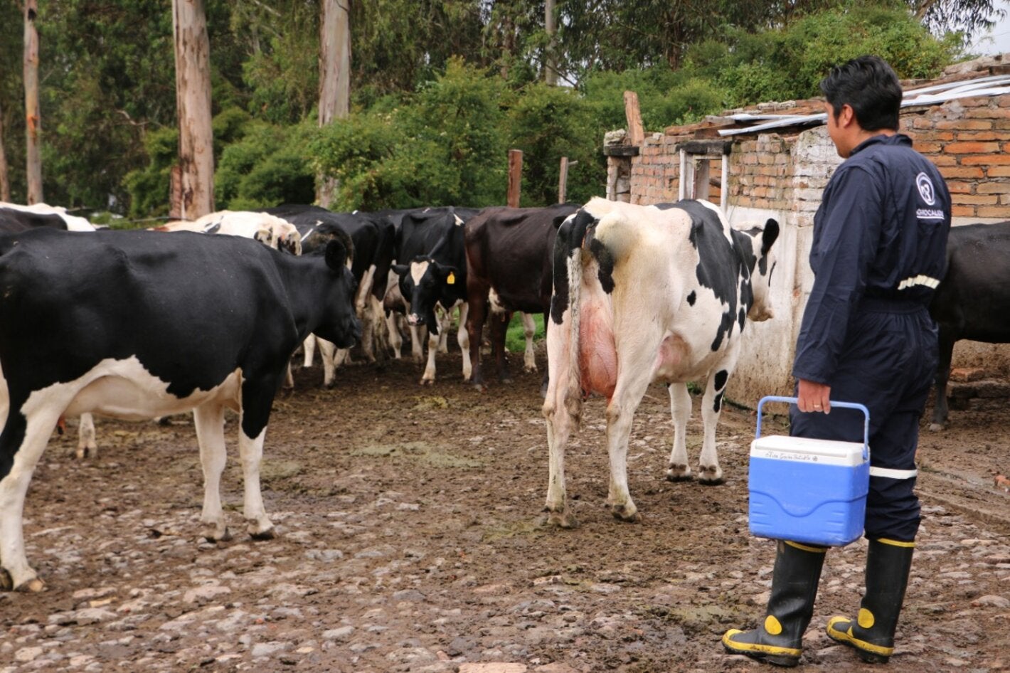 médico veterinario de AGROCALIDAD, Ecuador, con vacas
