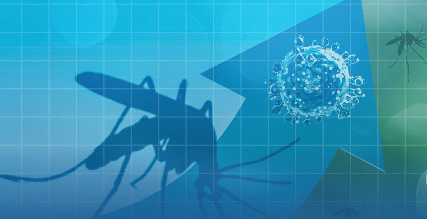 Midge responsible for transmitting Oropouche