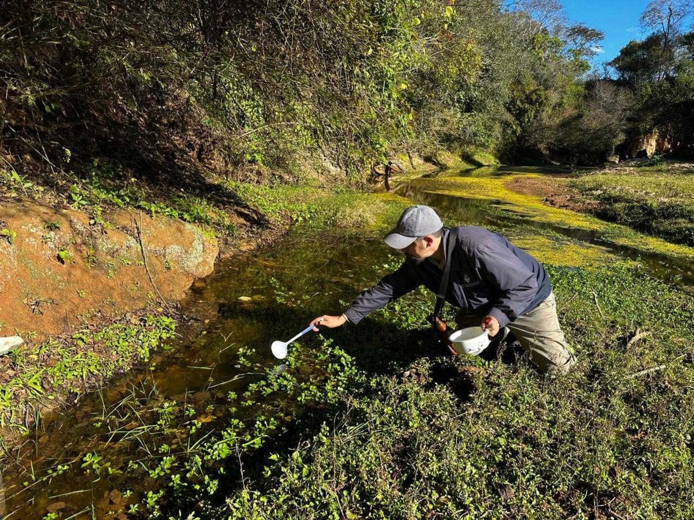 Foto de búsqueda y captura de insectos