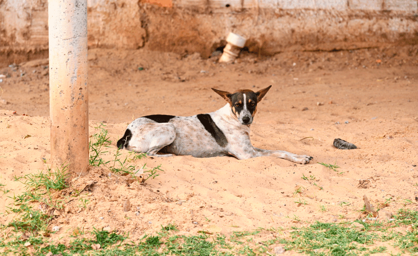 perro tumbado en la calle