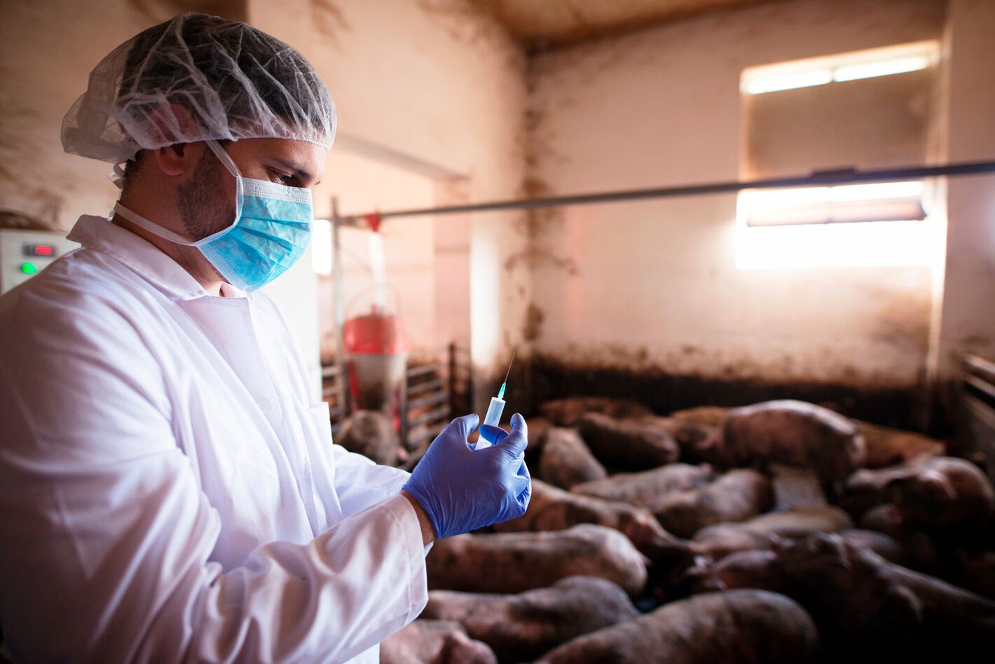 vetrinario con jeringuilla y cerdos detrás