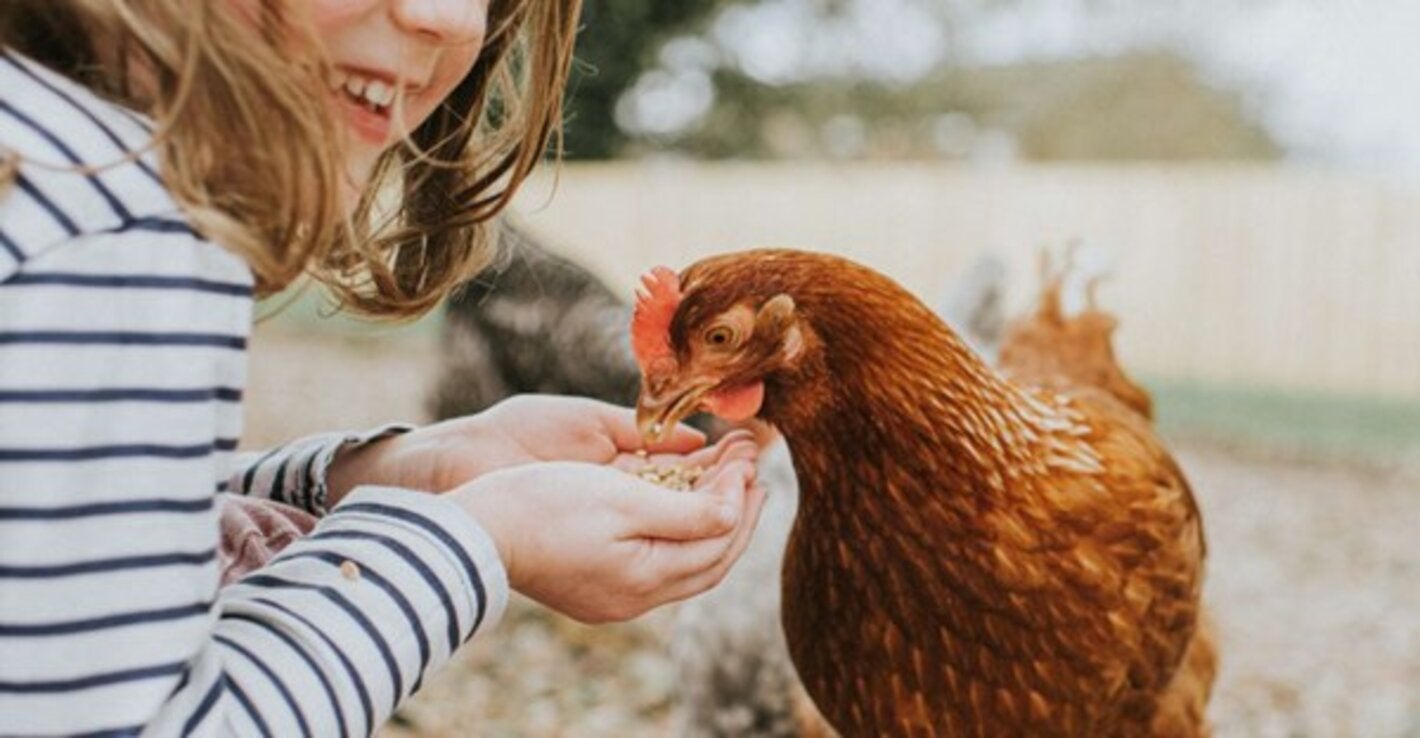 A child feeding a brown hen by hand in an outdoor backyard setting, illustrating close contact between humans and poultry.
