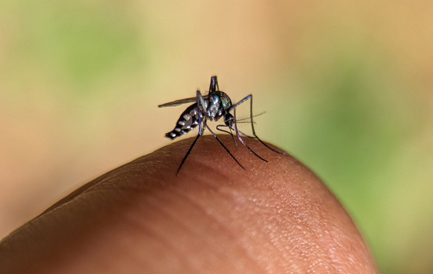 	 haemagogus janthinomys