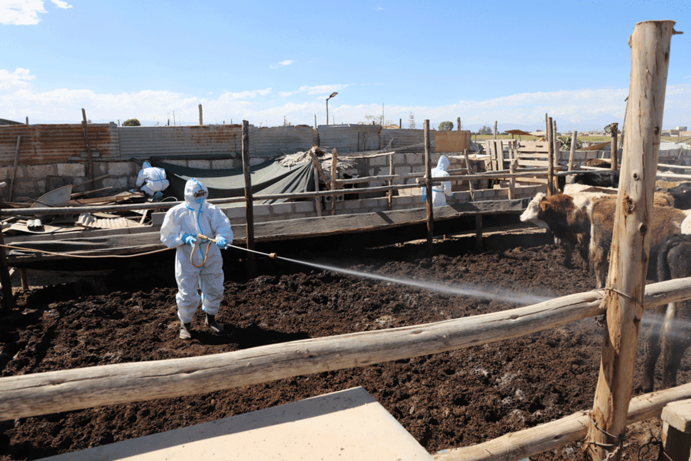 técnico paramentado con EPI desifectando área con vaca en simulacro de fiebre aftosa
