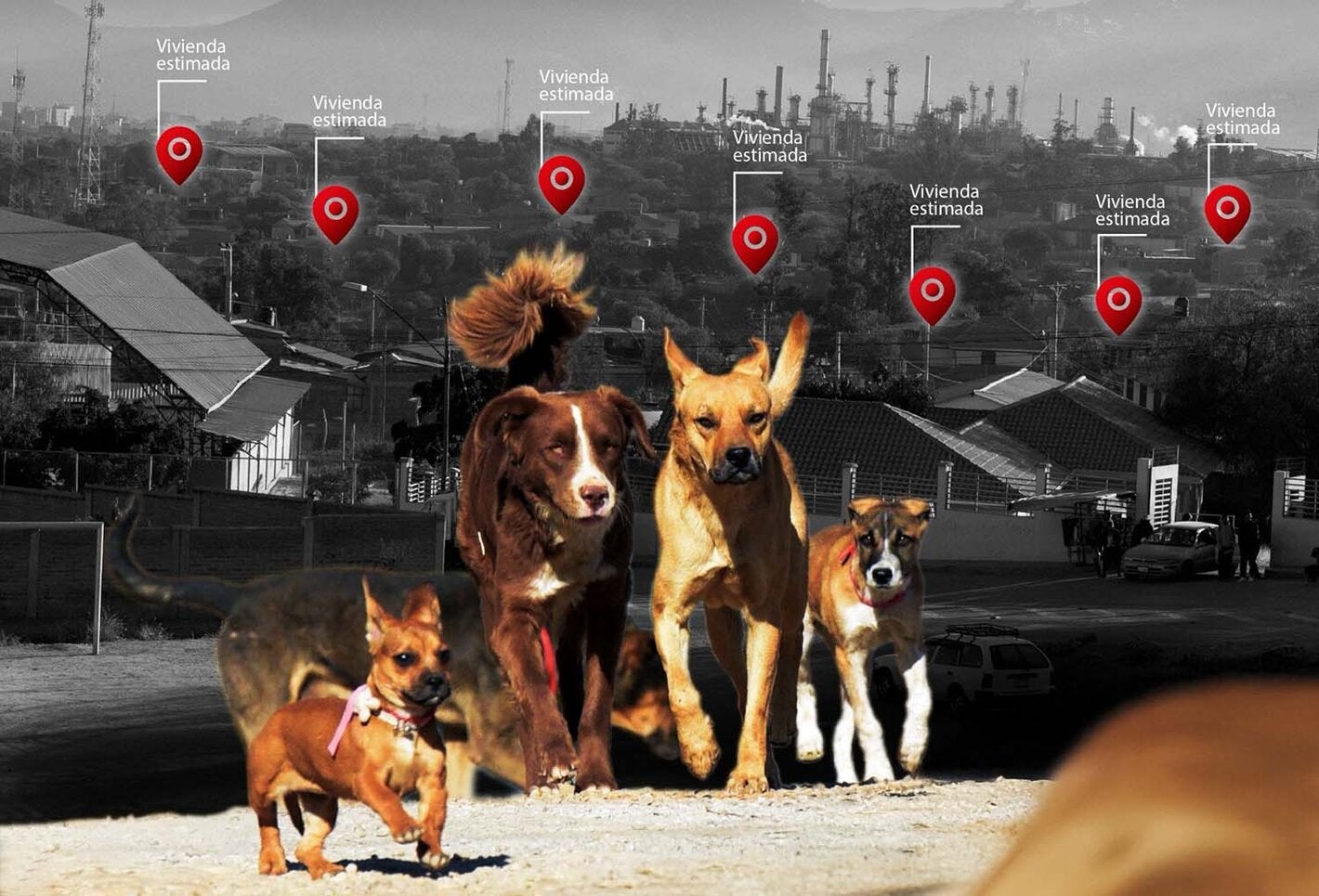 portada de la metodología de estimación de la población de perros y gatos en la que aparece un primer plano de perros caminando con el fondo de ciudad detrás