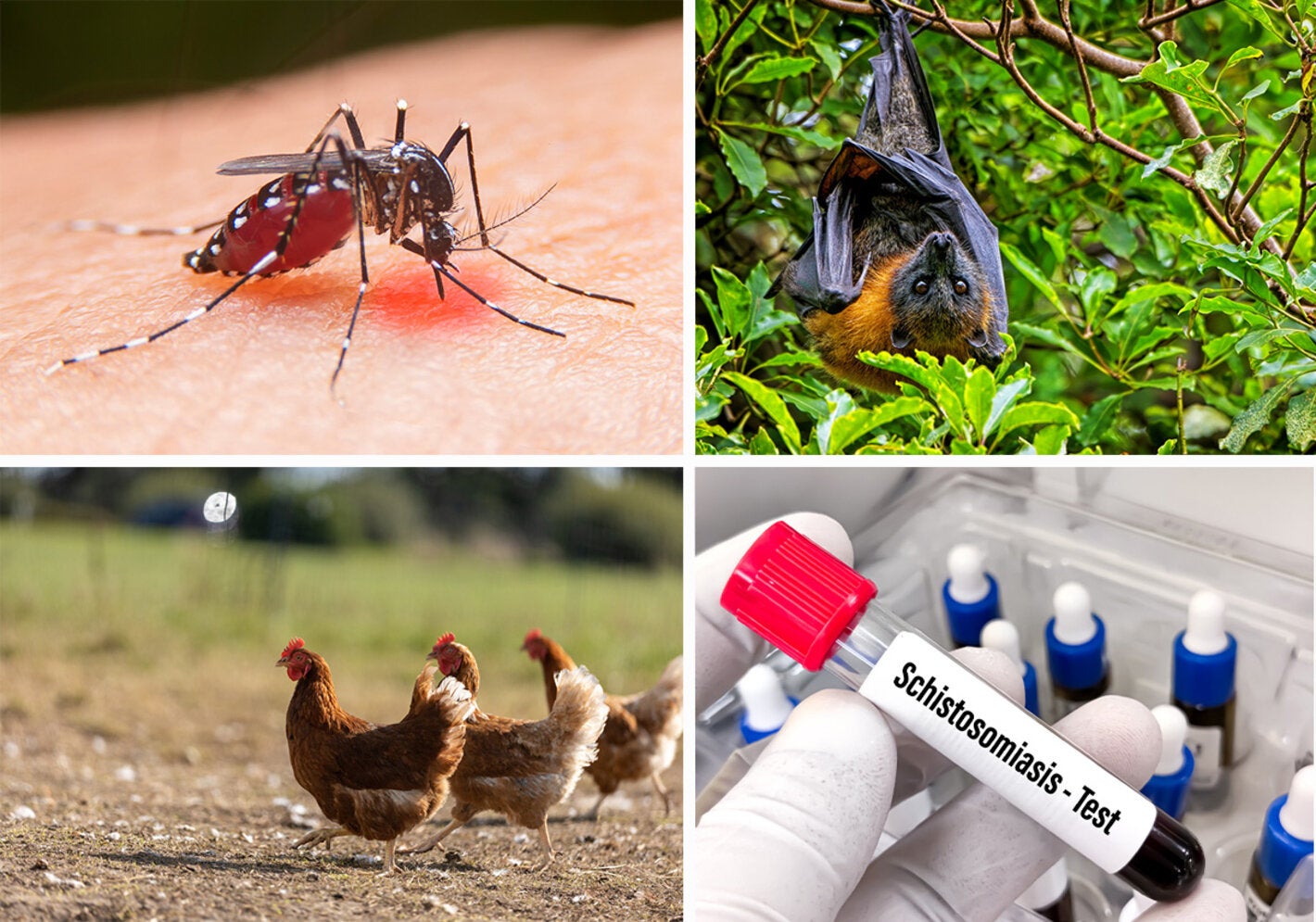 Collage of mosquito, bat, chickens and schistosomiasis image