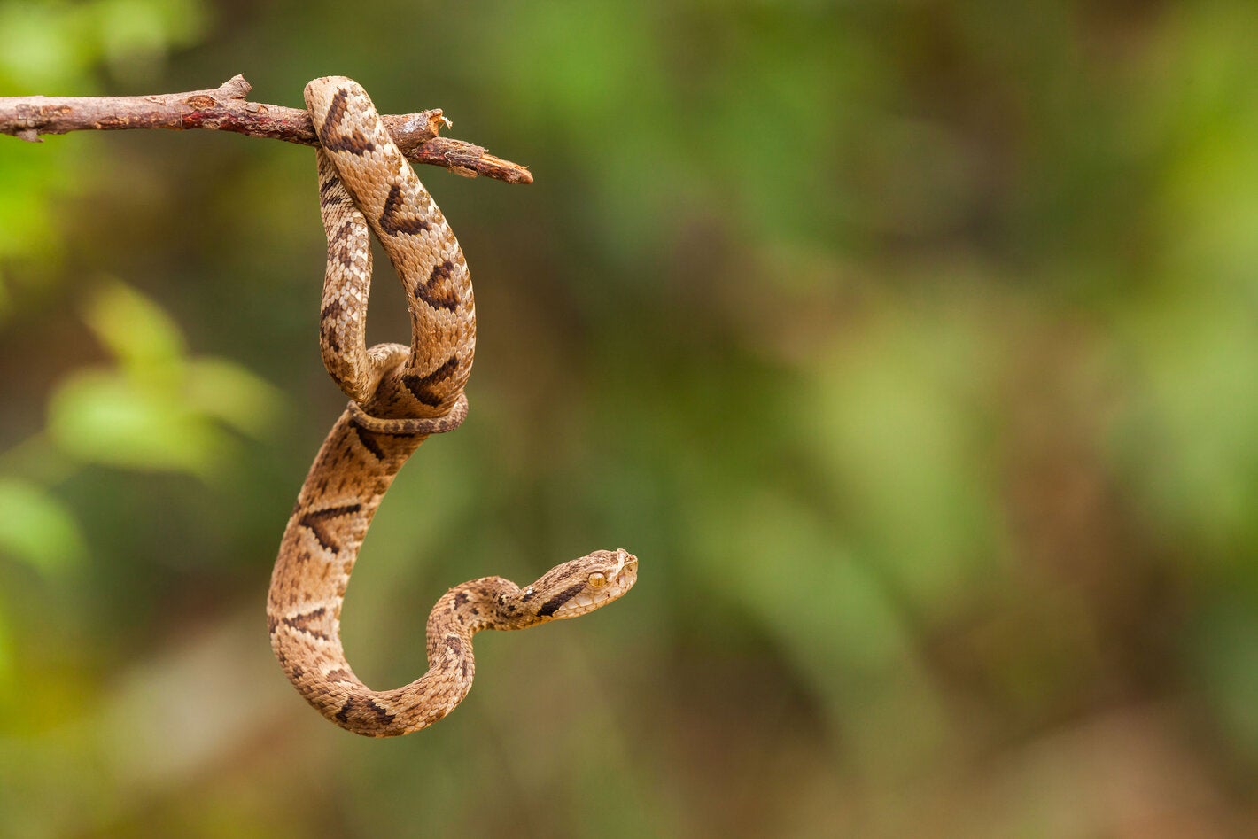 serpiente venenosa bothrops en la naturaleza