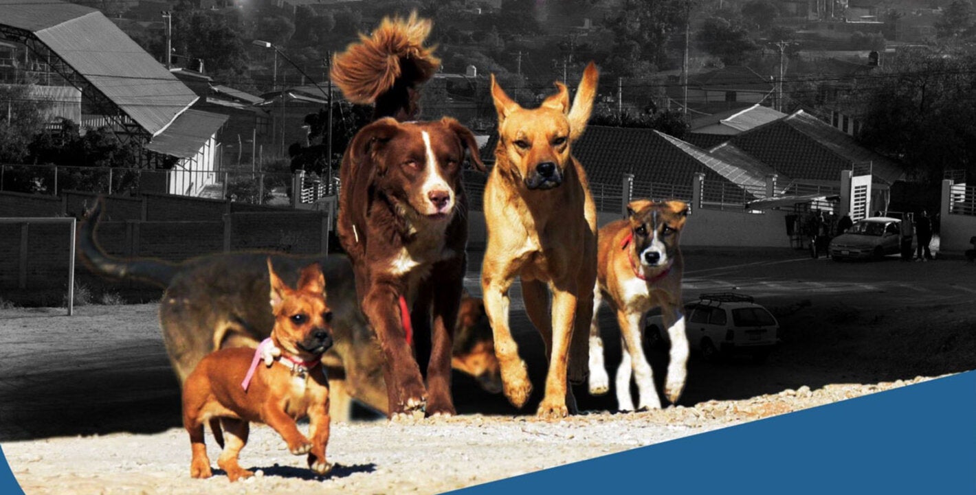 Grupo de cinco perros de distintos tamaños y razas