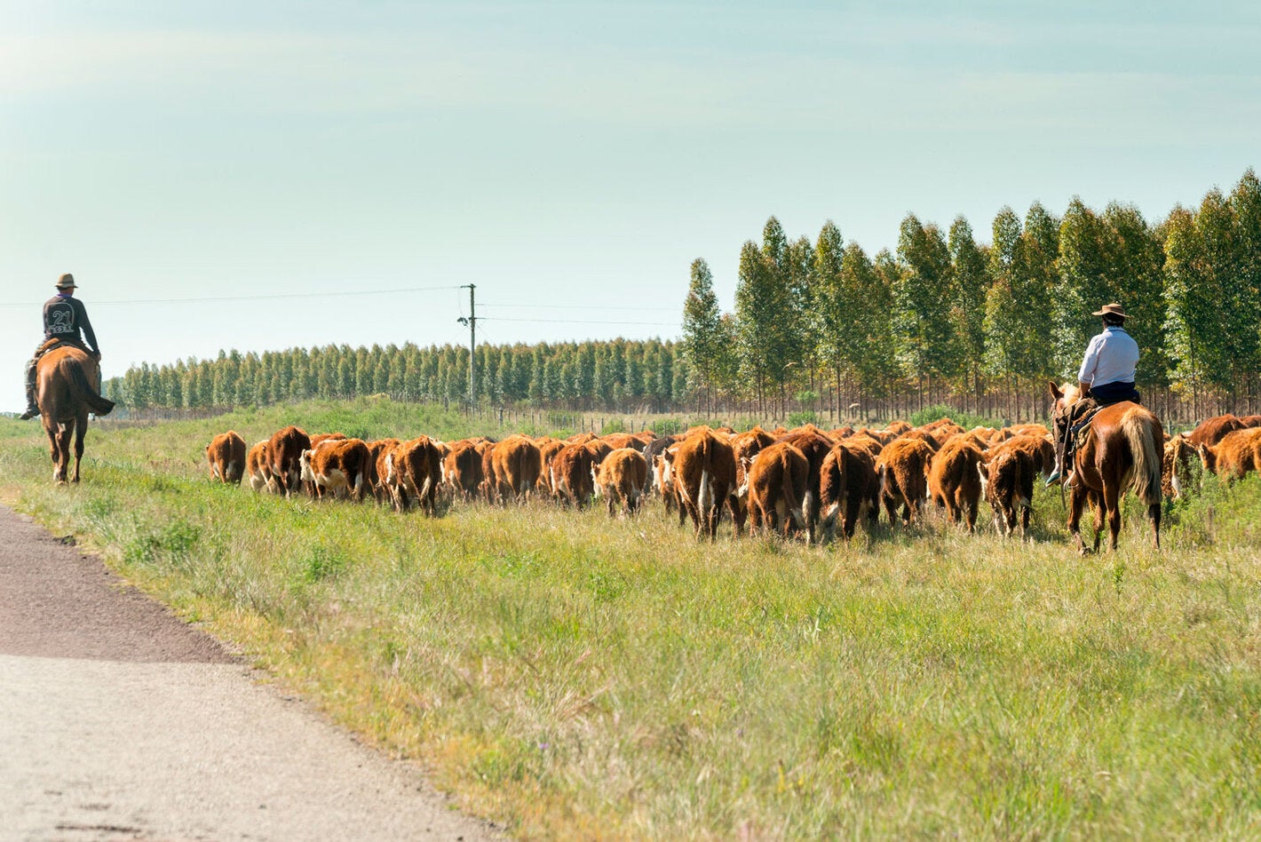 vaqueros y vacas en el campo en Uruguay