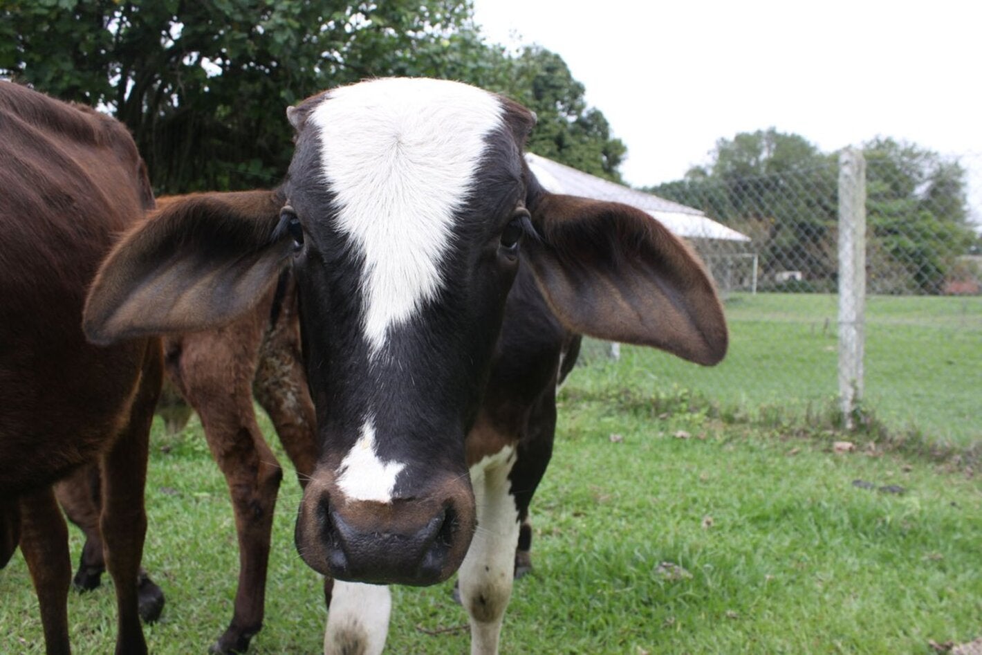 simulacro contra focos de fiebre aftosa