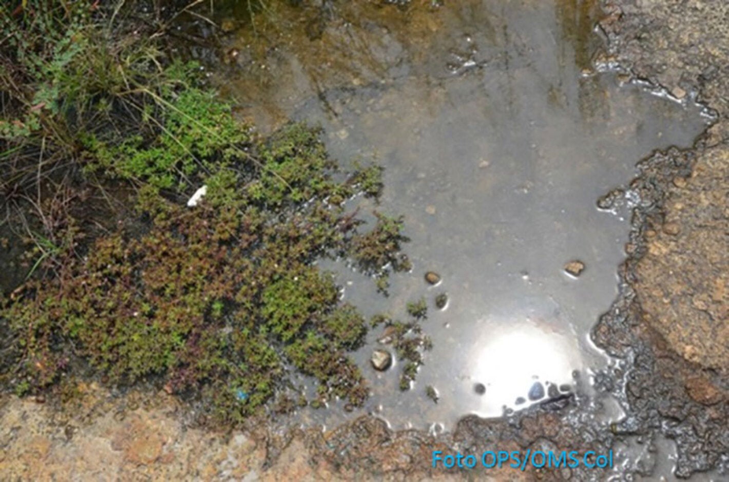 charco de agau aposada