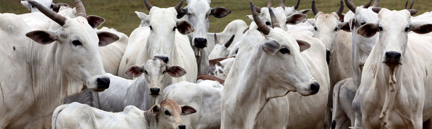 ganado vacuno blanco