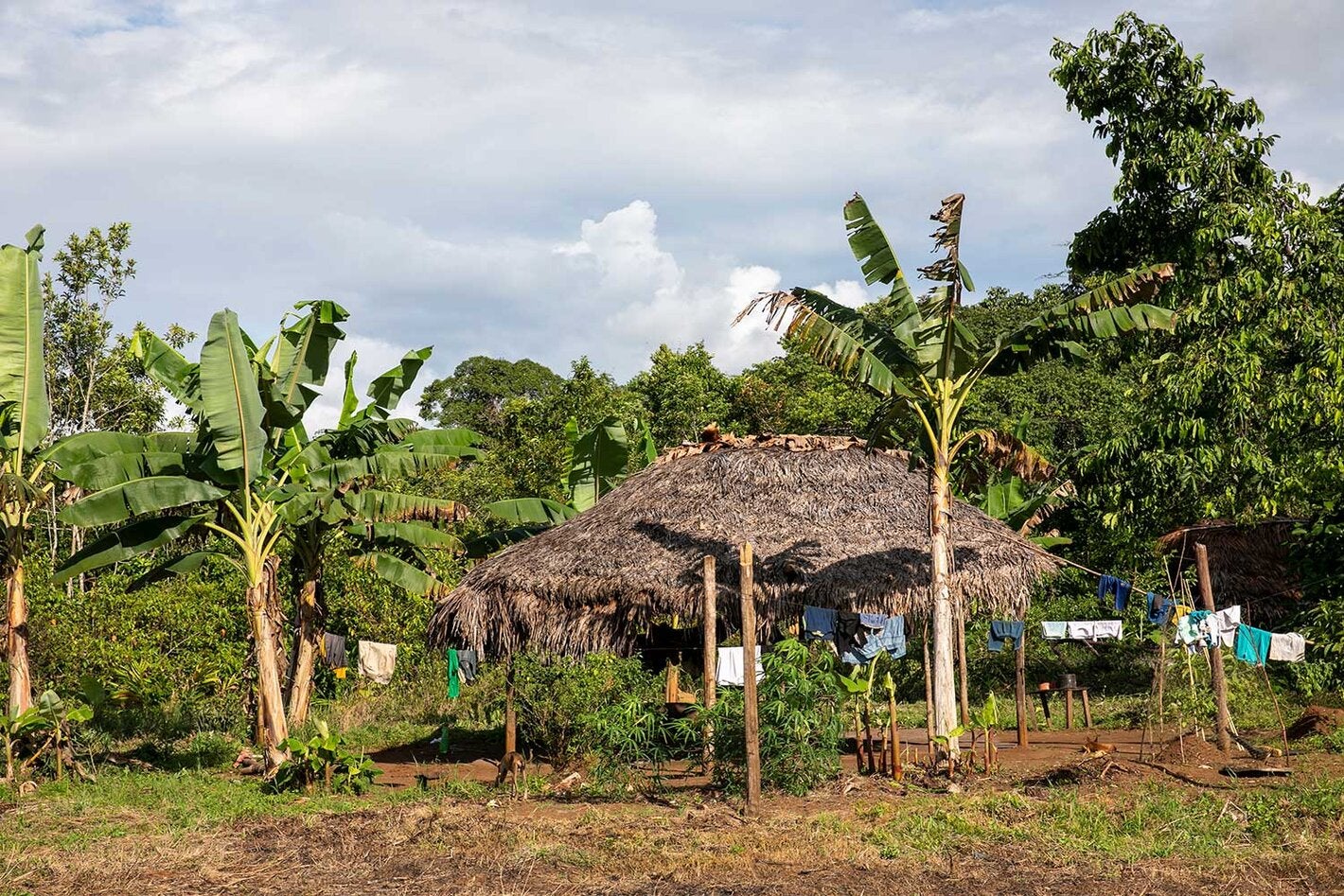 Brasil trabaja para avanzar en el control de las pulgas de la arena, con la colaboración de la OPS