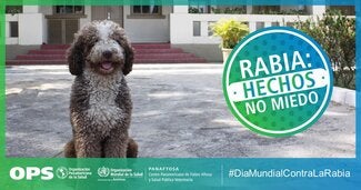 Postais Redes Sociais