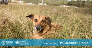 Día Mundial de Lucha contra la Rabia 2018
