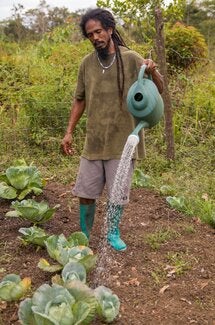 Farmer in Belize watering his produce - CCCCC owned