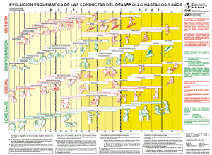 Evolución esquemática de las conductas del desarrollo 