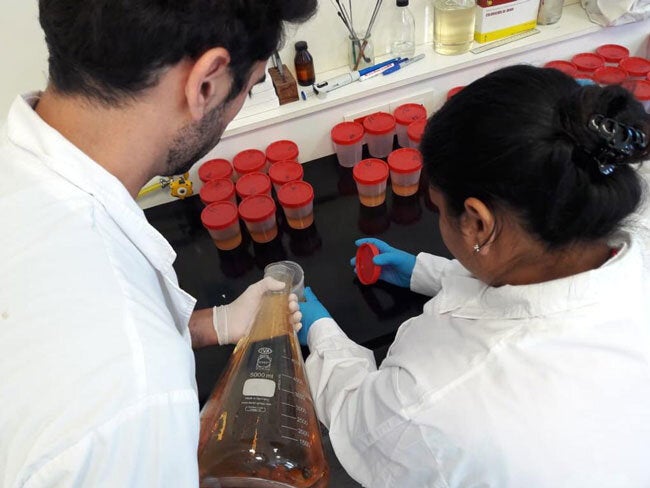 Strengthening national and regional antimicrobial resistance (AMR) detection and surveillance in CARICOM member states 2019-2021