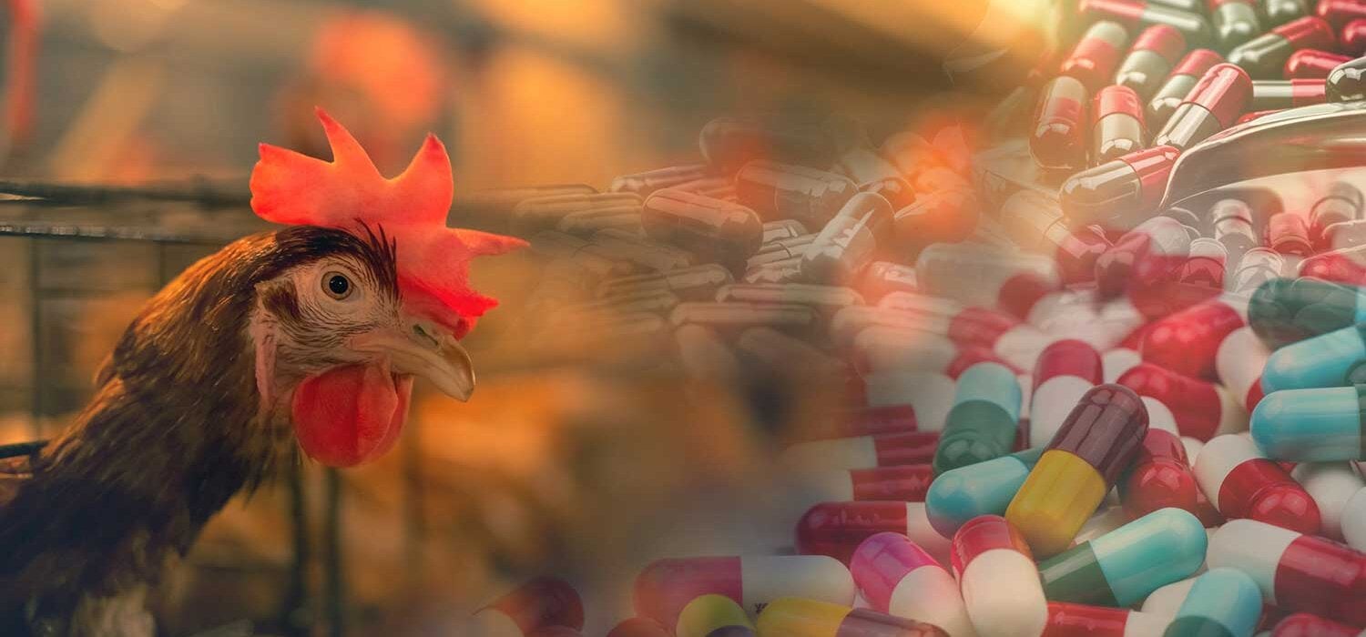 Ecuador protege la salud humana al restringir el uso de antibióticos para el crecimiento de pollos