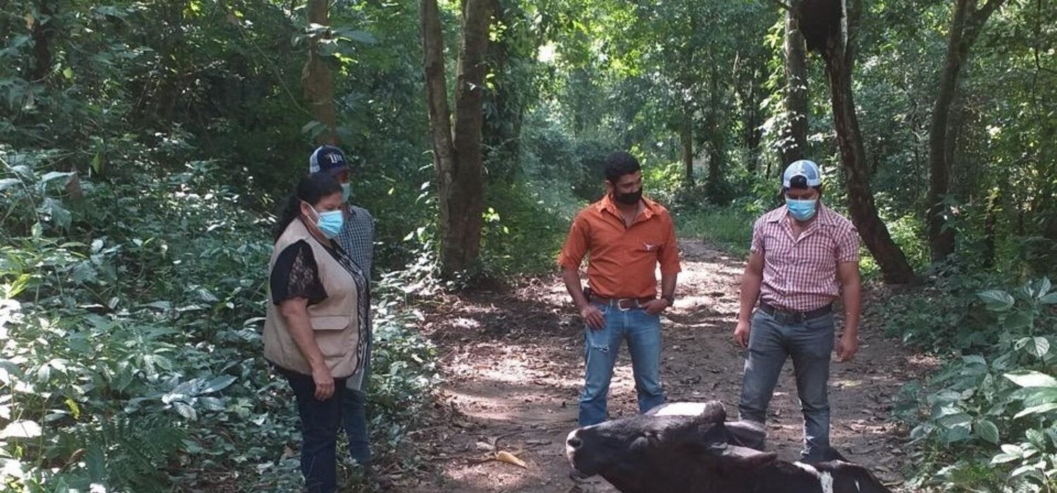 Reina Teresa Velasquez haciendo trabajo de campo supervisión rabia bovina hnd