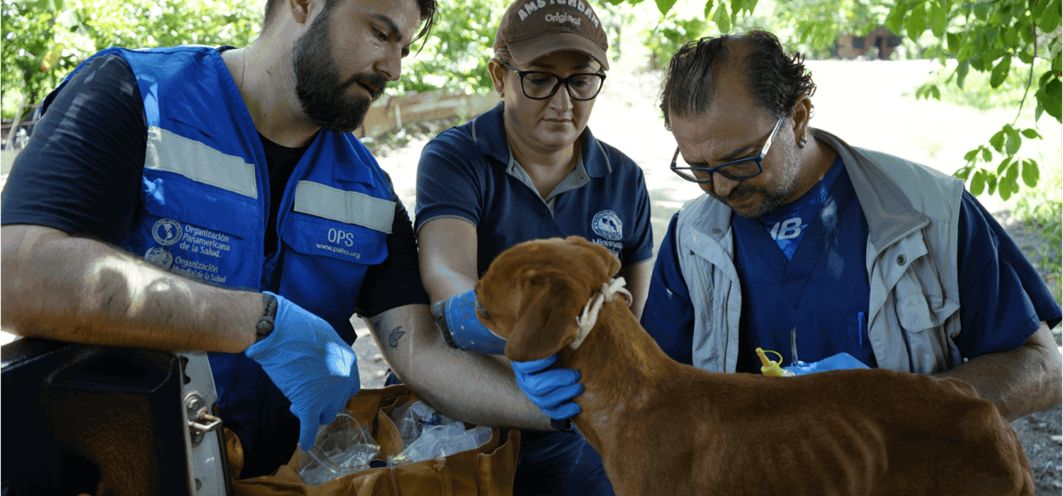Profesionales a cargo del estudio durante la revisión de uno de los perros de la comunidad