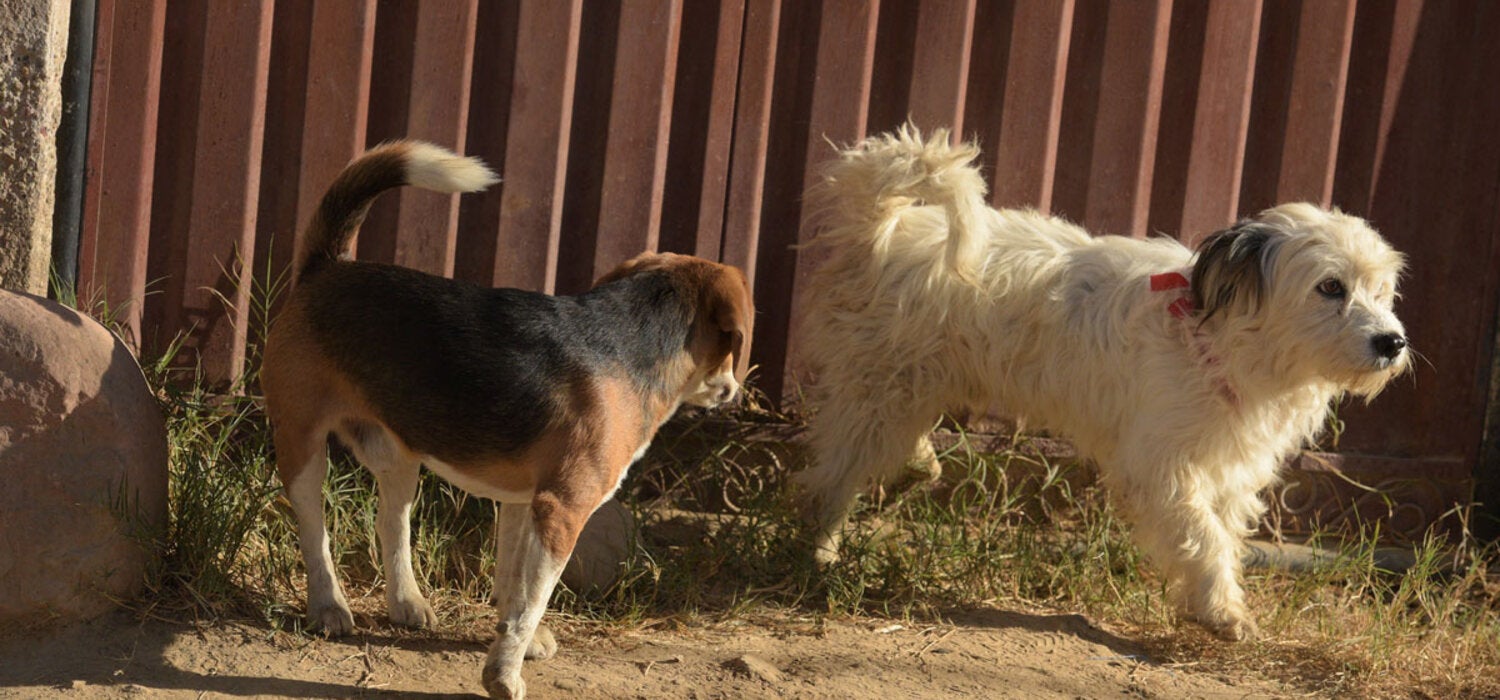 Street dogs