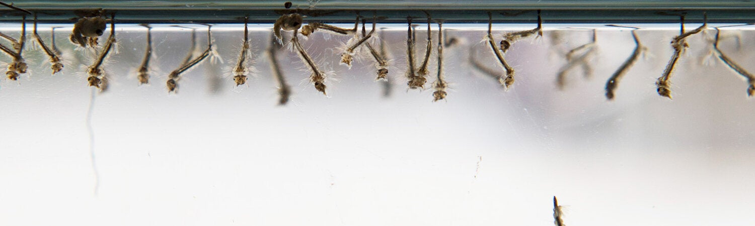 Mosquito Larvae