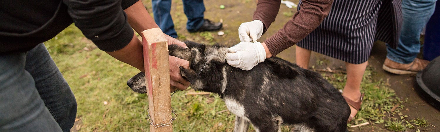 Perro recibiendo vacuna contra la rabia