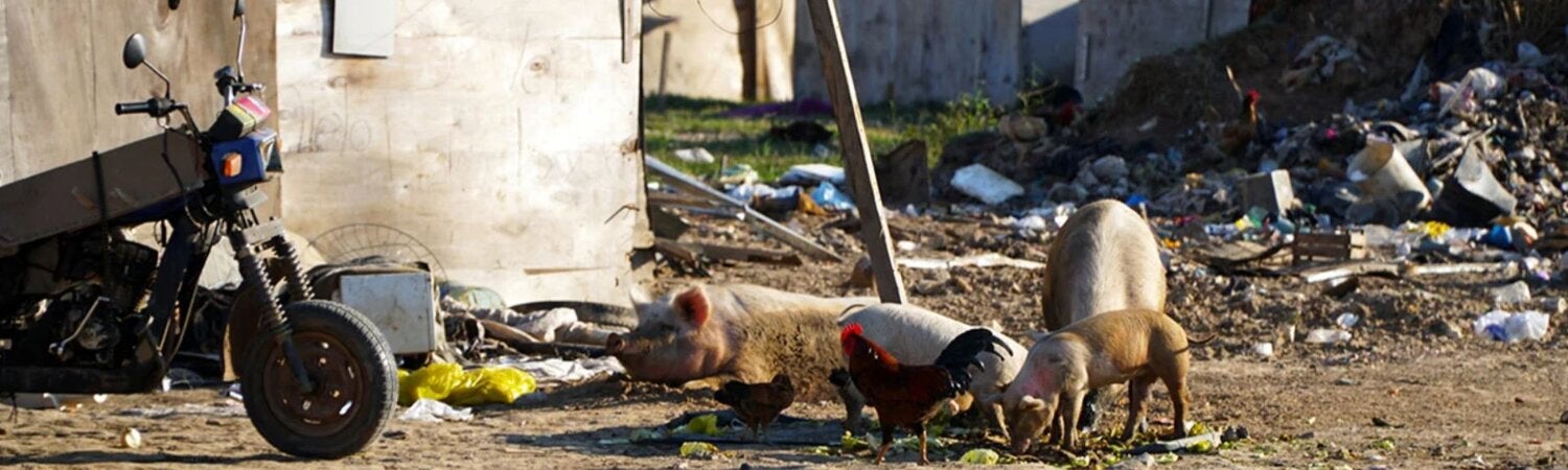 Taenia solium Taeniasis/cysticercosis