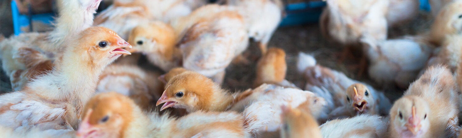 Baby chickens
