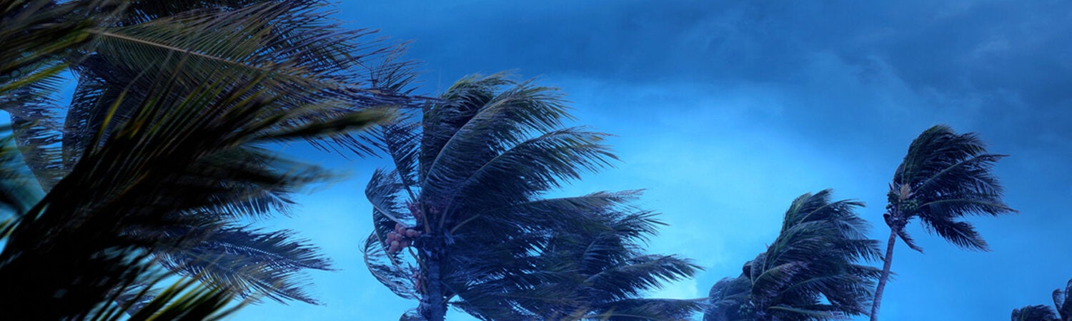 palm trees during a storm