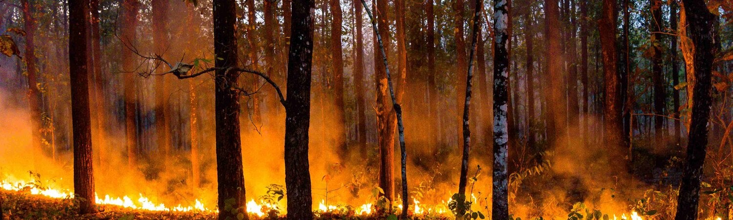 scenic view of trees in a forest during a wildfire