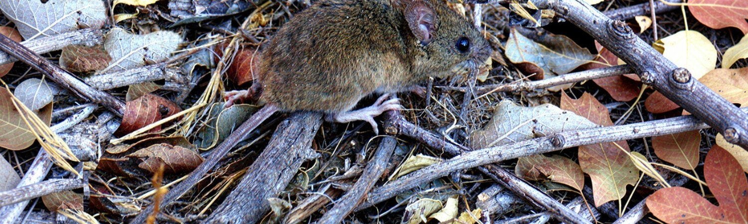 Ratón de cola larga sobre hojas y ramas secas.