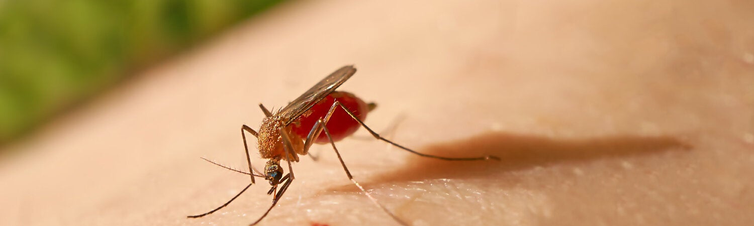 Mosquito 