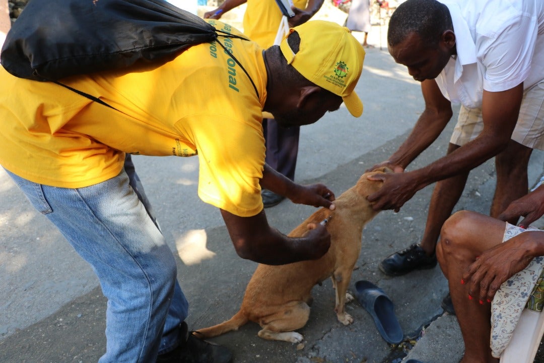 Rabies vaccination campaign in Haiti