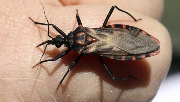 Insecto Chagas